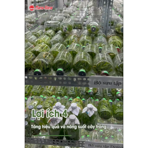 (Rạng Đông) Các loại đèn LED nuôi cấy mô trồng cây NCM NCM02 CP10 T8