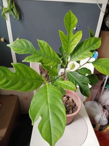 Jackfruit Plant 0.6m