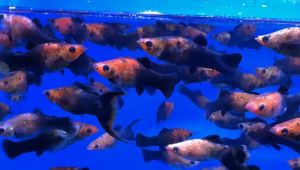 Panda Molly Fish/ Freshwater/ Livefish/ 熊猫茉莉