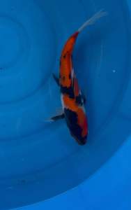 🇯🇵 Japan Marusei Farm Showa Koi Fish | 28cm | Premium Japanese Nishikigoi - RM680