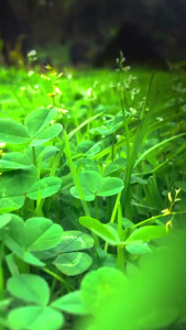 Gói 300 hạt.Hạt giống cỏ ba lá trắng dễ trồnggieo trồng quanh năm