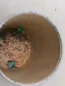 RACUN LALAT ZHANG PEI ZHEN ASLI / OBAT PEMBASMI LALAT AMPUH / OBAT UMPAN FLY CATCHER ORIGINAL 1 BOX