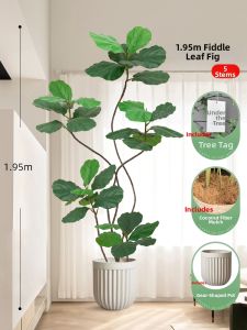 High-end Imitation Large Ficus Lyrata Artificial Plant Ornamental Potted Decorations