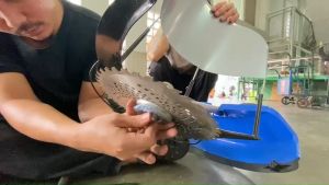 ข้าวพร้อมใบวงเดือน 10 นิ้ว ต่อเครื่องตัดหญ้า เลือกเซ็ตจำนวน 10 ชั่วโมง สำหรับผู้ประกอบด้วย 10 ชุดเครื่องตัดหญ้า