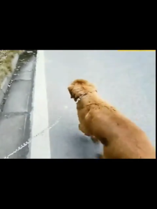 COD PET STAINLESS CHAIN ( KADENA NG ASO ) Dog chain