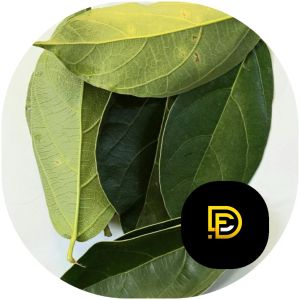 Daun cincau perdu daun cincau hijau segar 1 kg-az