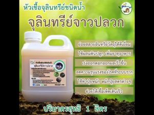 หัวเชื้อจุลินทรีย์จาวปลวกชนิดน้ำ หัวเชื้อจุลินทรีย์ชนิดน้ำ