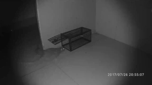 【Spot】5PCS COD Mouse Trap For Big Rats 30*15*15cm Large Rat Trap Mouse Cage Trap Live Rat Trap Rat Cage Rodent Control Catch Bait Mouse Trap