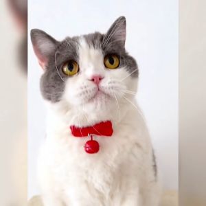 LOVELY Kolar Kucing Riben Loceng Braided Yarn Ribbon Cat Pet Collar with Bell 20-50CM 蝴蝶结纯手工脖圈毛宠物线项圈