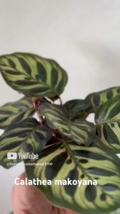 Tanaman Hias Calathea Makoyana & Pot Hitam: Dekorasi Ruangan yang Menawan