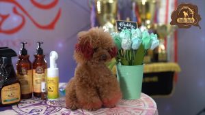 Sữa Tắm Hữu Cơ Cho Chó Budle Ecoland 500ml