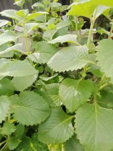 BUY 3 GET 2 FREE Oregano plants herbal fresh cutting