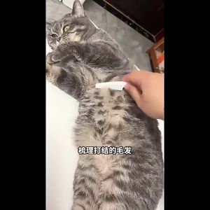 【Ready】Sisir Kutu Panjang Jarum Halus Untuk Anjing Dan Kucing Pets Flea Comb