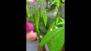 强力发财树专用肥料浓缩营养液室内绿植养花肥家用盆栽防黄叶液体肥