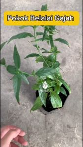 Pokok Belalai Gajah Sabah Snake Grass 忧遁草 Pokok Herba Pokok Hidup Outdoor SHS Kebun