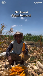 Benih Jagung NK 7202 | NK JUARA - 15Kg - Free Baju Polo