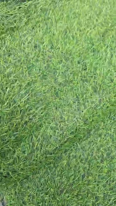 (ยกม้วนสุดคุ้ม) หญ้าเทียม 2 cm ราคาถูก ใช้งานในร่ม จัดงาน ใช้งานชั่วคราว ตกแต่งรีสอร์ท