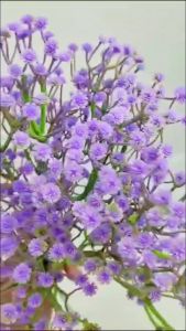 [1 PCS] Bunga Pikkok Tangkai Panjang Cabang 2 Artificial Bunga Peacock Warna Baby Breath untuk Dekorasi Rumah Cafe Taman dan Dekorasi Pernikahan Wedding atau Pelaminan Artifisial Termurah Premium Import