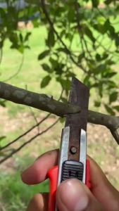 เทปพันกิ่ง 200มม 4 ชิ้น/เซ็ต กว้าง 4 cm ด้วย ฟิล์มพันกิ่ง ฟิล์ม PE และฟิล์มพันกิ่ง เทปยืดได้อีกเท่าตัว