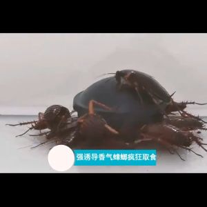 Effective Cockroach Killer: A Comprehensive Guide