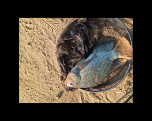 ตัวเบ็ดคม ทรงจินุสีดำ มีเงี่ยง ก้นแบนหน้าบิด รุ่น คมแข็ง2X (50ตัว) รับประกันคุณภาพทุกตัว เกษรคมมาก!!