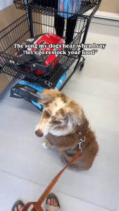 (Nguyên seal 45kg) Nutrience subzero chó vị Thịt bòThịt cừu Thịt heo cá