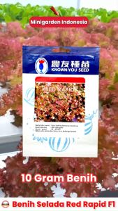 SELADA MERAH RED RAPID 10GRAM PACK BESAR benih biji lettuce red curled