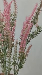 Rumput Daun Lavender Pamelo /Plastik Bedak  aksesoris kipas Baby Breath Gypso Pikok/ durika pentul Rumput liar -  Daun plastik palsu