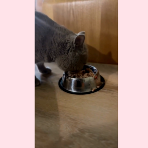 DF CatFood Beef Flavor (Made in MY) Human Grade No Preservatives No Freezer Needed