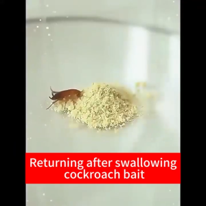 10Pcs Cockroach killer cockroach repellant Suitable for various scenarios both indoor and outdoor