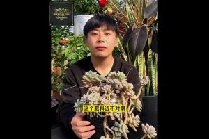 【Ready Stock/现货】Authentic Dr. Huacaos Controlled Release Fertilizer for Succulents 正品花草博士多肉专用控释肥