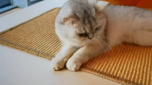 1 Sturdy Sisal Cat Scratching Board - Clutter-free Sofa-safe Design for Exercise and Rest - The Perfect Gift for Your Cat Your Cats Favorite Gift and A Few Extra Preventative Sofas At Home