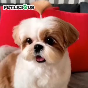 Petlicious Dog Dry Food Beef Flavor 1kg / 10kg collection - PetMate dogs nutritious beefs healthiest foods kibble kibbles