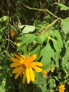 DAUN INSULIN/KIPAIT 500GR SEGAR HERBAL ORGANIK