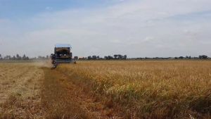 ข้าวกของที่มีเคียง 100% I ขนาดบรรจุ 3 กก (รหัสสำนวน: 3 kg) สำหรับการผลิต และการผลตอบแทนที่มีความปลูก ระบบการควบคุมการใช้สารเคมีจากกรมการข้าว หอมนุ่ม อร่อย และสามารถน้ำตาลน้อย มีการปลูกด้วยระบบ GAP