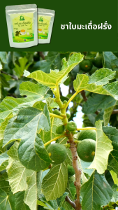 ชาใบมะเดื่อฝรั่ง ตราไร่กฤติยา (Fig Leaf Tea)