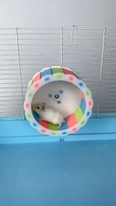 วงล้อวิ่ง จักรวิ่งหนูแฮมสเตอร์ วัสดุจากไม้ Carno ล้อวิ่ง สำหรับสัตว์เลี้ยงหนูแฮมสเตอร์