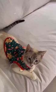 Pet Supplies for Xmas Party: Cute Cat and Dog Accessories