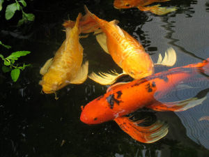 Cám Cá Koi King Feed Growth 45% Đạm Túi 1000Gram - Thức Ăn Giúp Tăng Trưởng Tăng Màu lớn nhanh Cho Cá Koi