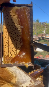 500ml Mật Ong Hoa Cà Phê Nguyên Chất 100% – Sánh Thơm Không Pha – Thu Hoạch Tây Nguyên – Đảm Bảo Chuẩn Tự Nhiên