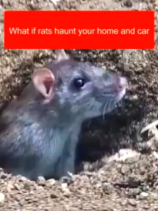 Yegbong 【100% Valid】racun tikus rat repellent gel mouse repellent mouse killer rat killer mice repellent penghalau tikus ubat tikus paling kuat mati 老鼠驱赶器 驱鼠膏 避鼠膏 halau tikus ubat nyamuk mosquito repellent cockroaches killer cockroaches repellent