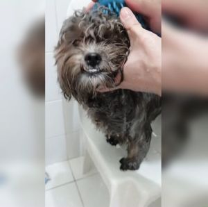 Pet Shower Sprayer - Bathing Tool and Scrubber Adjustable Handheld Sprayer Shampoo Brush Indoor & Outdoor Use