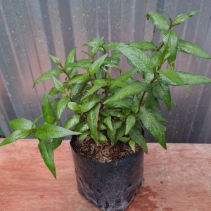 ต้นแพว แพว ผักแพว ถุงเพาะ 5.5นิ้ว ผักไผ่