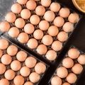 100 Boxes Disposable Transparent Plastic Egg Tray Drop-Resistant Native Egg Storage Box 6 Pieces 8 Pieces 10 Eggs Box. 
