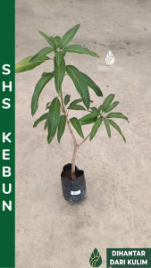 Pokok Mangga Cokanan Pelam Pokok Mangga Mas Hitam Mangga Erwin 芒果树苗 Pelam Cokanan SHS Kebun