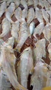 1 kg Khô Cá Lẹp Vàng Đặc Sản Vàng Cà Mau- Hương Vị Mới Lạ Ngon-Vựa Khô Minh Triết