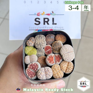 Lithops Plant In pot by SRL