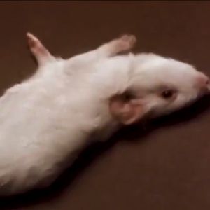 MOLTON สเปรย์ไล่หนู 500ml น้ำยาไล่หนูรถ สเปรย์กำจัดหนู เมาส์จะตายนอกบ้าน