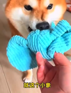 Spring Go Plush Durable Squeaky Toy for Dogs and Cats