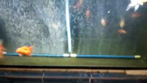 สายเติมอากาศ OXYGEN RING ส่งเร็ว พร้อมใช้งาน แถมตัวอุด ขนาด 10x16mm ยาว 1เมตร